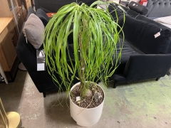 Palm